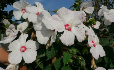 Hibiscus moscheutos Blanc Coeur Rouge C5
